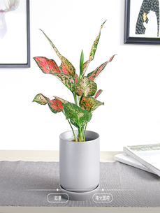 宁波北仑花卉租摆价格 宁波北仑花卉租摆价格